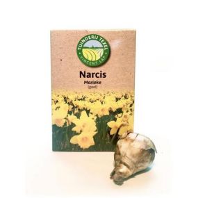 Narcis-marieke-Texel