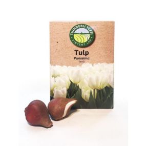 Tulp-Purissima-Texel