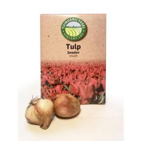 Tulp-Sedove-Texel