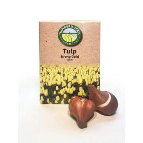 Texel-Tulp-strong-Gold